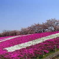 公園事例