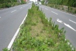 雑草知識 白崎コーポレーション