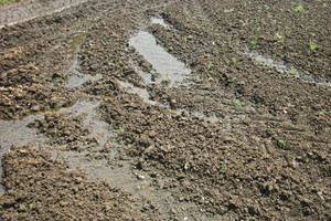 大麦大豆栽培の湿害