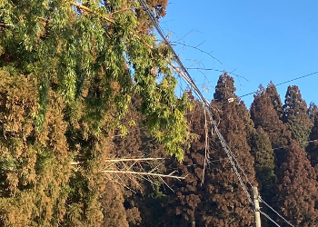 電線に伸びた竹の枝が接触