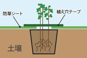 植え穴テープ図